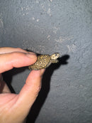 Hi White Concentric Diamondback Terrapin 2024