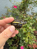 HI YELLOW Florida Box Turtle