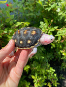 Ornate Diamondback Terrapin Female
