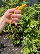 Crimson Red Albino Green Iguana 2026
