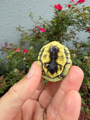 HI YELLOW Florida Box Turtle