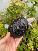 Ornate Diamondback Terrapin Male