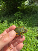 Orange Flame Baby Florida Red Bellied Turtle 2025