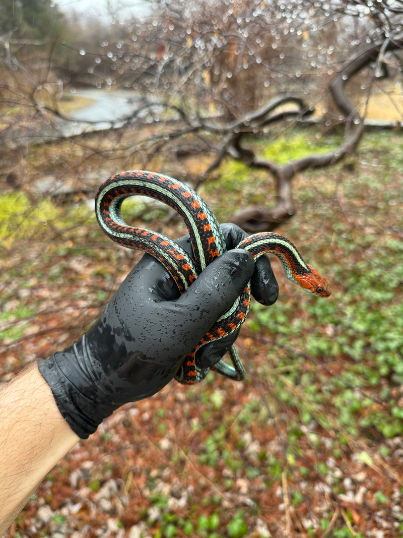 California Red-sided Garter Snake Adult Female