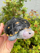 Ornate Diamondback Terrapin Female