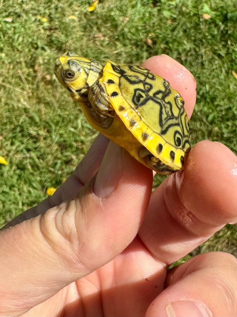 Pastel Clown Yellow Bellied Turtle 2024 (Trachemys scripta)