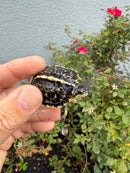 HI YELLOW Florida Box Turtle