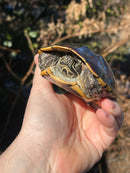 Malayan Snail-eating Turtle Adult Male