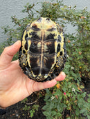 Spanish Pond Turtle Adullt Pair