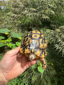 Libyan Greek Tortoise Adult Male