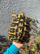 Eastern Hermann's Tortoise Adult Female