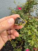 HI YELLOW Florida Box Turtle