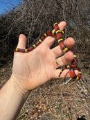 Scarlet Kingsnake Adult Female