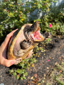 Mexican Giant Musk XXL Adult Pair