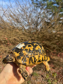 Libyan Greek Tortoise Adult Male