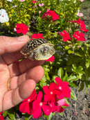 HI Yellow Desert Box Turtle