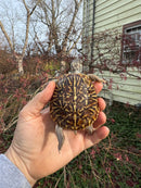 Desert Box Turtle Adult Female CB