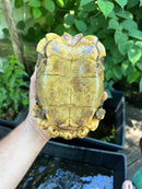 Homes Hinge-back Tortoise Adult Pair