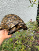 Mesopotamian Greek Tortoise Adult Female