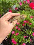 Aquaflame Blue Eastern Collared Lizard Adult Pair