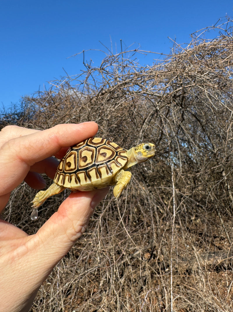 Leopard Tortoise 2025