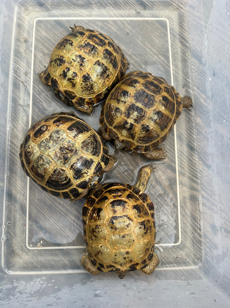 Russian Tortoise Adult 1.3  (Testudo horsfieldii)