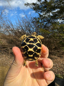 Sri Lankan Star Tortoise 2024