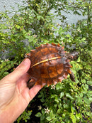 Spiny Hill Turtle CB 2025