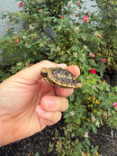 Pancake Tortoise Baby 2026