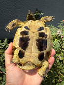Eastern Hermann's Tortoise Adult Male
