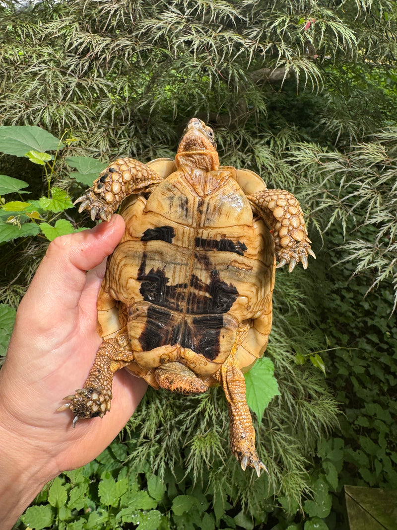 Libyan Greek Tortoise Adult Male