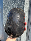 Super Red Northern Red Bellied Turtle Adult Male