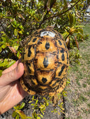 Libyan Greek Tortoise Adult Female