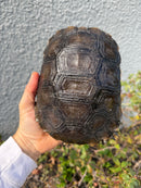 Burmese Black Mountain Tortoise Female