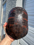 Super Red Northern Red Bellied Turtle Adult Female