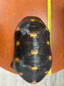 Barbados Red Foot Tortoise Adult Male