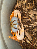 Carolina Blue Butterscotch St. Martin Giant Satanic Zombie Land Crab (Gecarcinus ruricola)