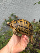 Mesopotamian Greek Tortoise Adult Male