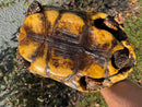 Barbados Red Foot Tortoise Adult Female