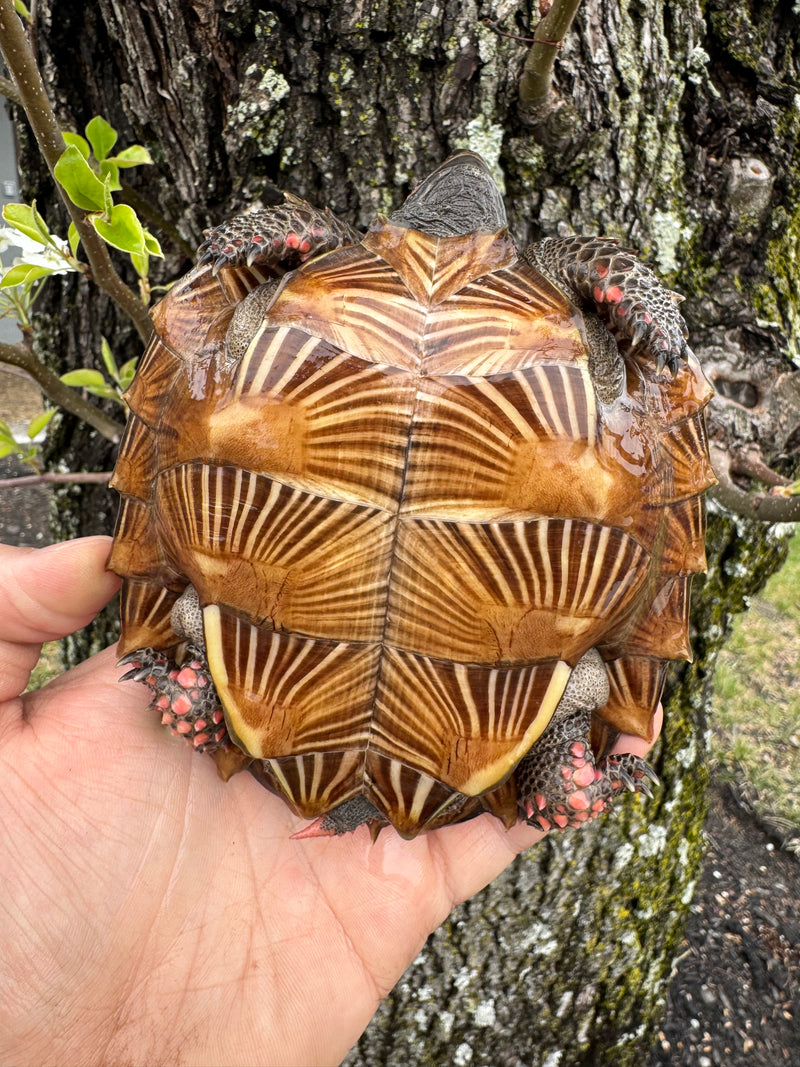 Spiny Hill Turtles For Sale | American Reptile Distributors