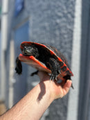 Super Red Northern Red Bellied Turtle Adult Female
