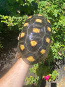 Red Foot Tortoise Adult Female