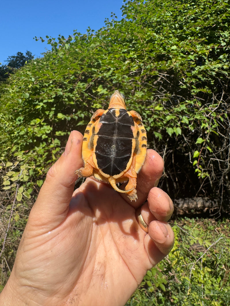 Golden Coin Box Turtle 2025