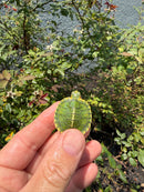 Pastel Picasso Red Eared Slider Turtle