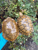 Spanish Pond Turtle Adult Pair