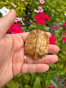 Hi Orange Vietnamese Black Breasted Leaf Turtle Baby