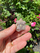 Albino Florida Snapping Turtle 2026