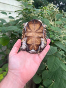 African Helmeted Turtle Adults (Pelomedusa subrufa)