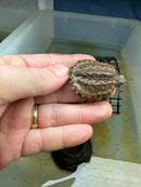 Cinnamon Snapping Turtle