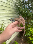 Oriental Garden Dragon Lizard (Calotes versicolor)
